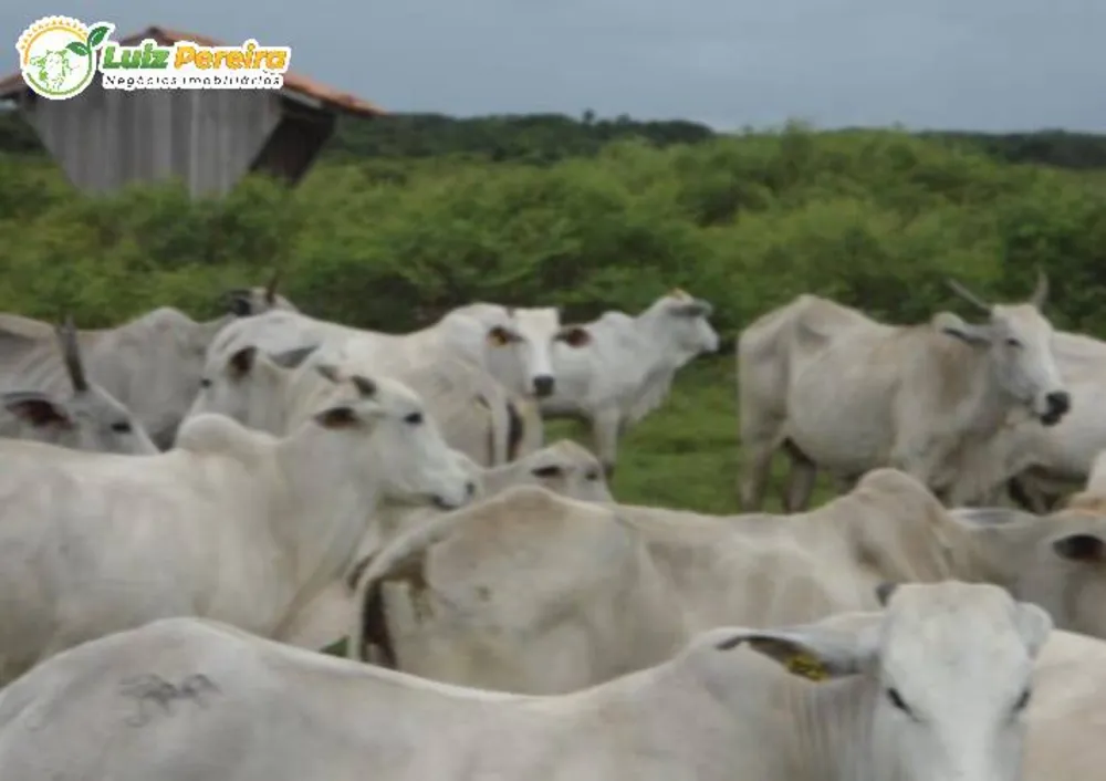 Terreno, 9 hectares - Foto 5