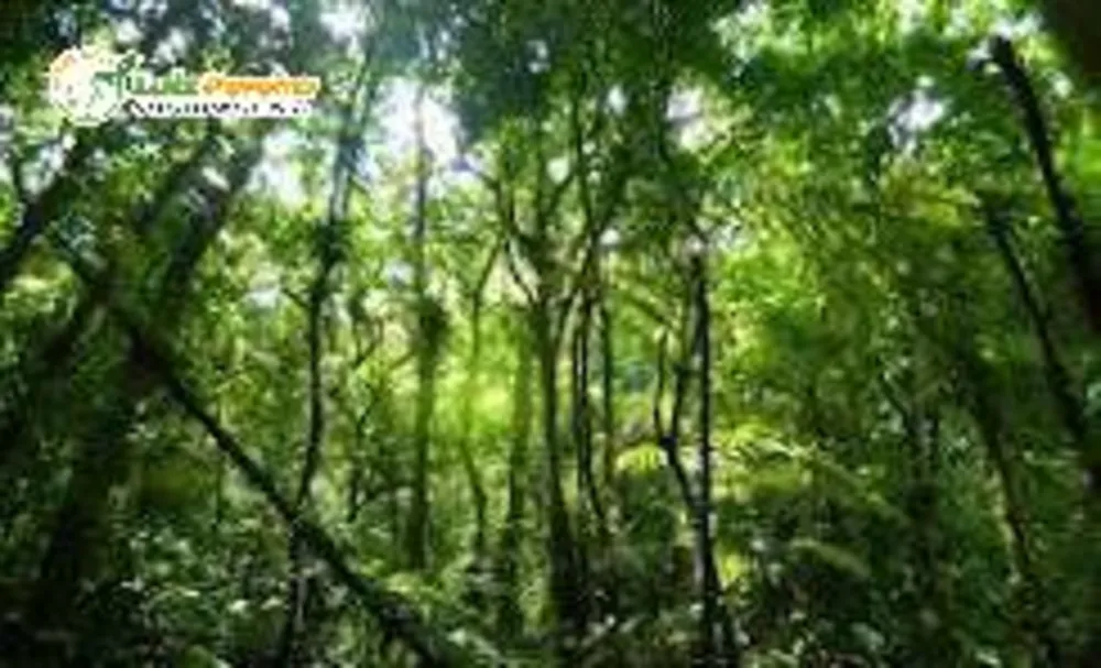 Terreno, 3 hectares - Foto 7
