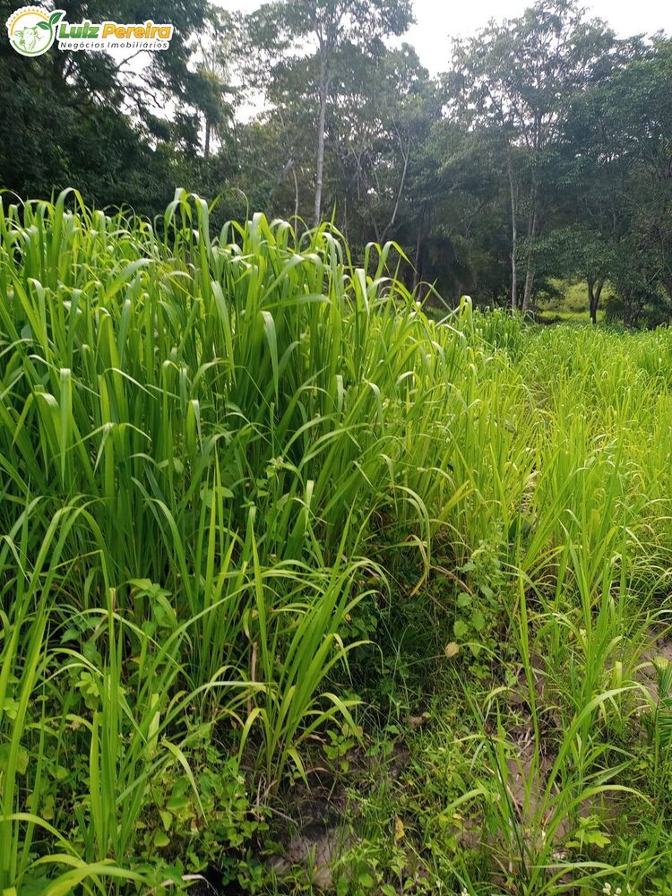 Terreno, 74 m² - Foto 3