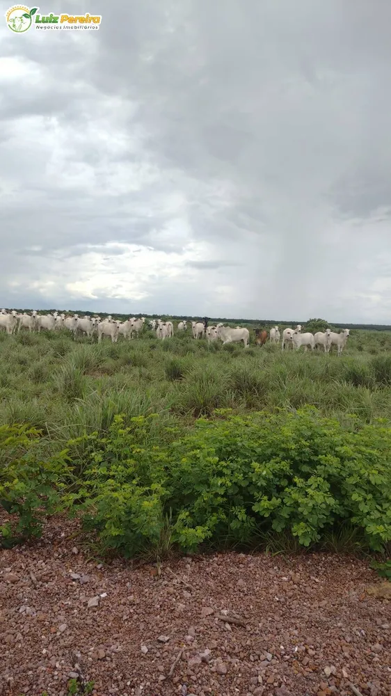 Terreno, 242 hectares - Foto 1