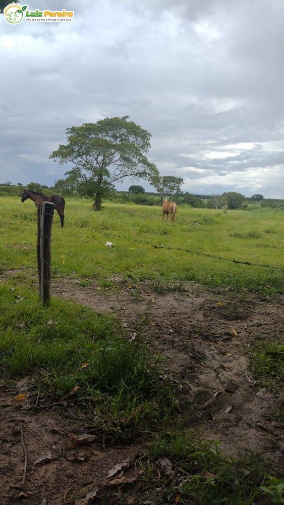 Terreno, 242 hectares - Foto 1