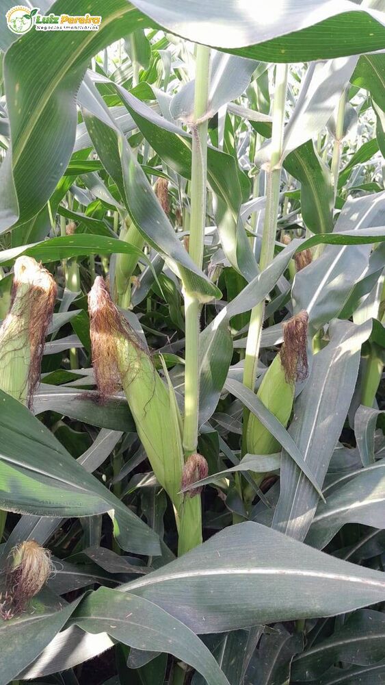 Terreno, 1016 hectares - Foto 3