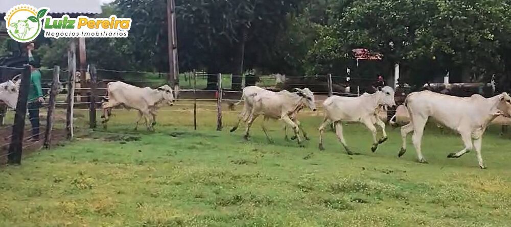 Terreno, 484 m² - Foto 2