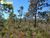 Terreno, 2 hectares - Foto 3