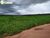 Terreno, 2 hectares - Foto 10