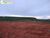 Terreno, 2 hectares - Foto 12