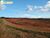 Terreno, 2 hectares - Foto 4