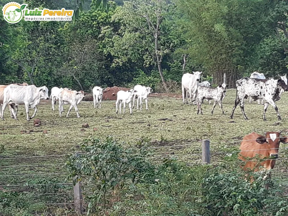 Terreno, 83 hectares - Foto 4