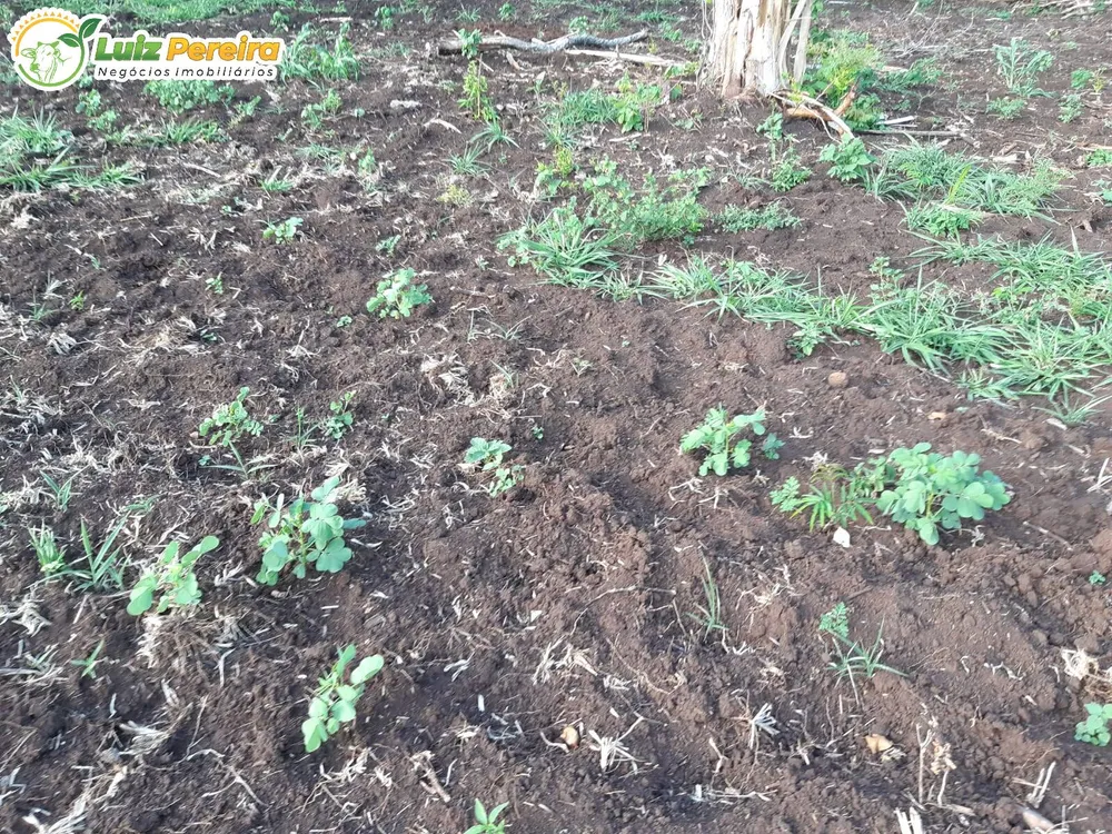 Terreno, 83 hectares - Foto 20