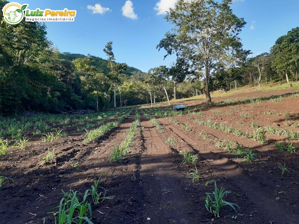 Terreno, 83 hectares - Foto 3