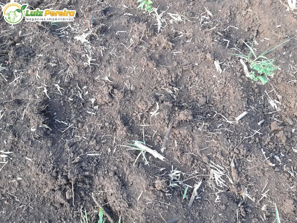 Terreno, 83 hectares - Foto 19