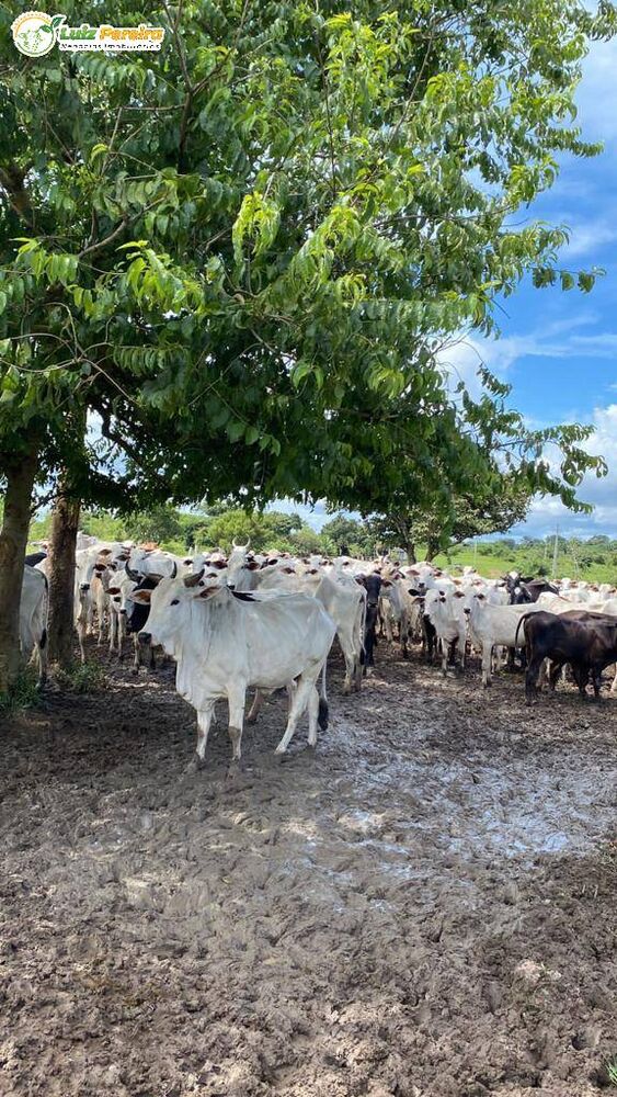 Terreno, 484 hectares - Foto 2