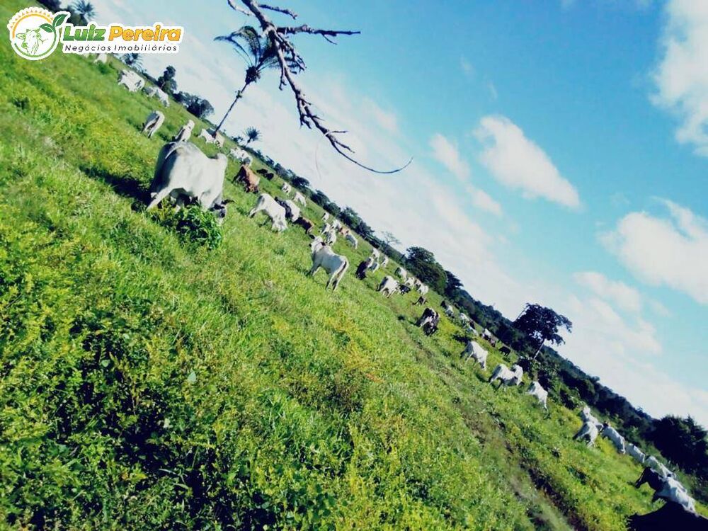 Terreno, 484 hectares - Foto 1
