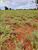 Terreno, 639 hectares - Foto 4