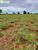 Terreno, 639 hectares - Foto 3