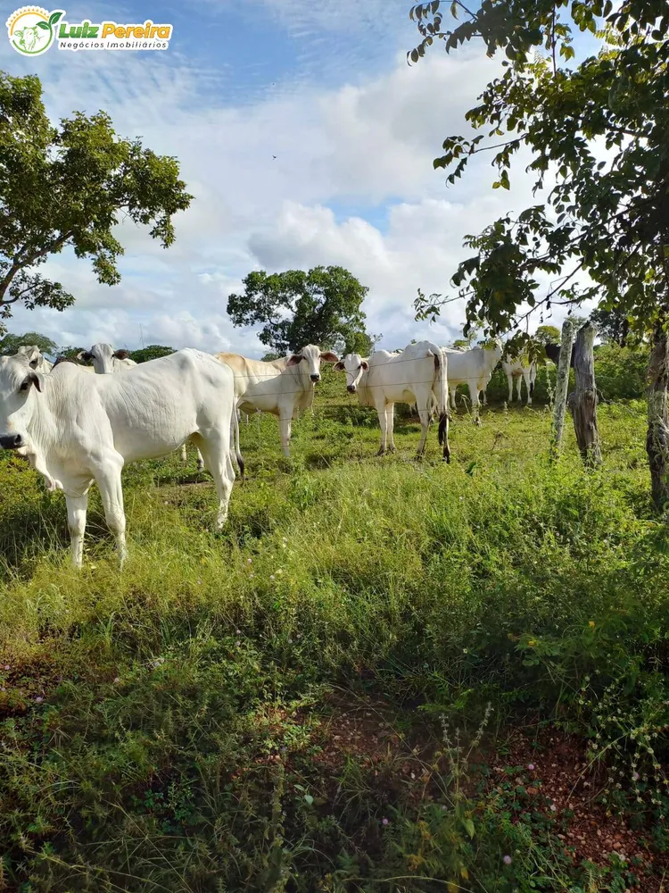 Terreno, 387 hectares - Foto 1