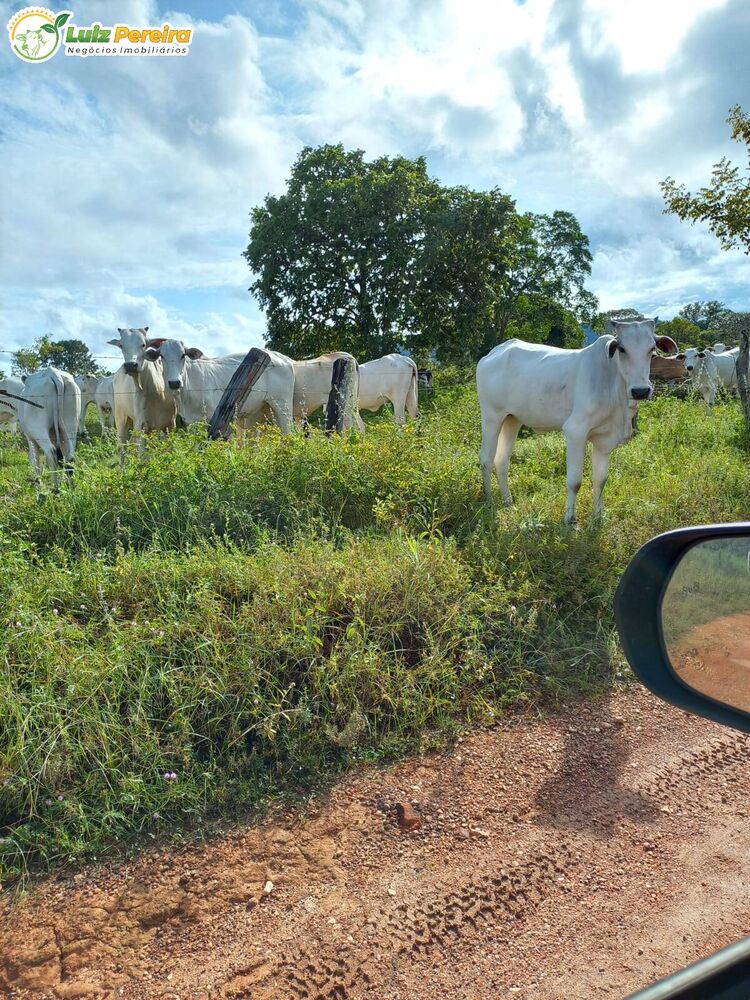 Terreno, 387 hectares - Foto 1