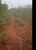 Terreno, 387 hectares - Foto 5