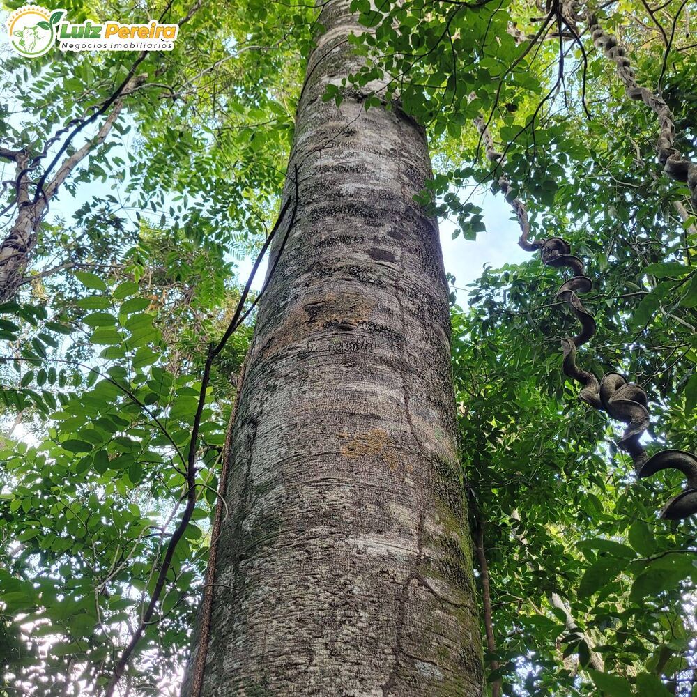 Terreno, 4892 m² - Foto 4