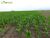 Terreno, 1180 hectares - Foto 4