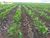 Terreno, 1180 hectares - Foto 2