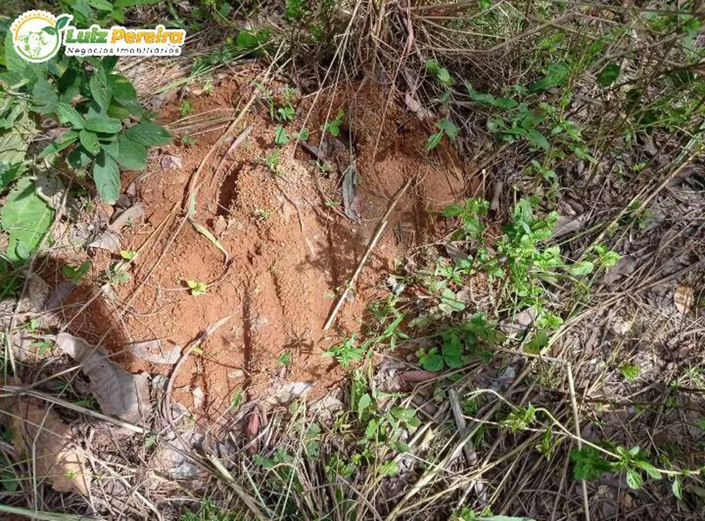 Terreno, 363 hectares - Foto 1