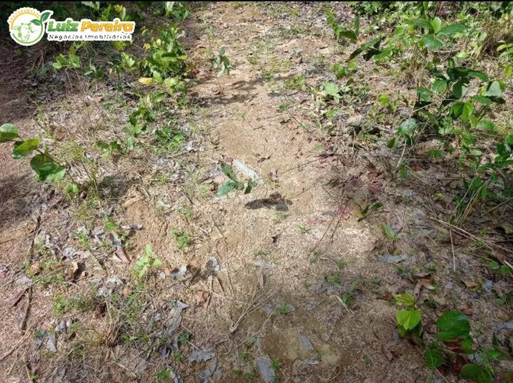 Terreno, 363 hectares - Foto 3