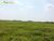 Terreno, 2 hectares - Foto 4
