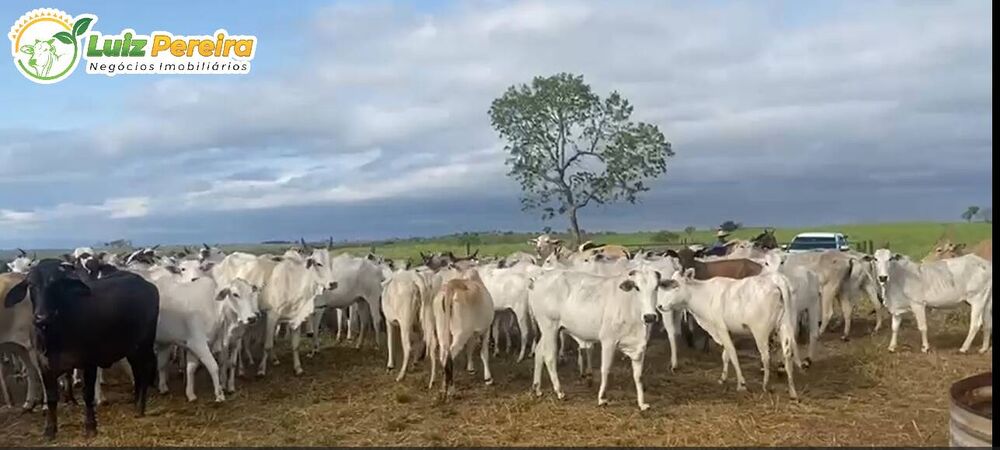 Terreno, 442 m² - Foto 2