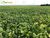 Terreno, 2600 hectares - Foto 3