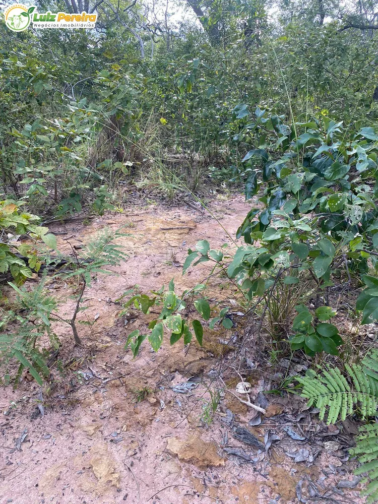 Terreno, 2313 hectares - Foto 7