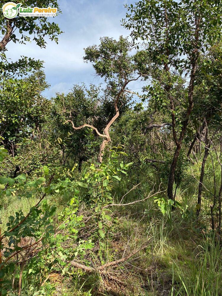 Terreno, 2313 hectares - Foto 1