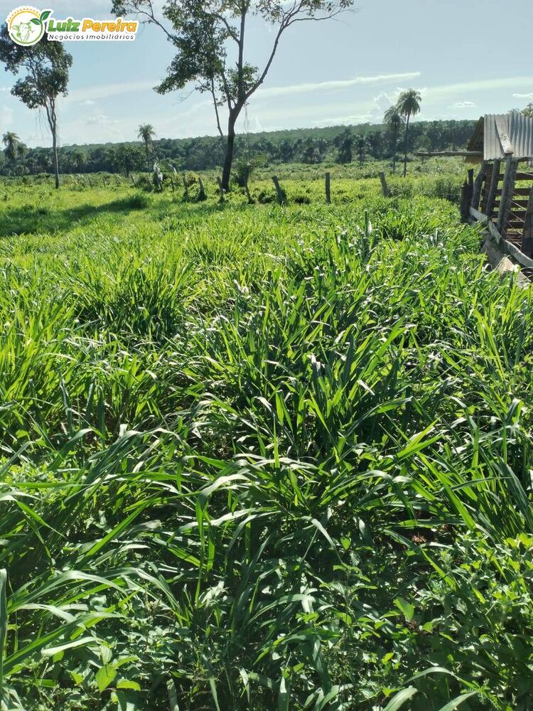 Terreno, 1543 m² - Foto 10