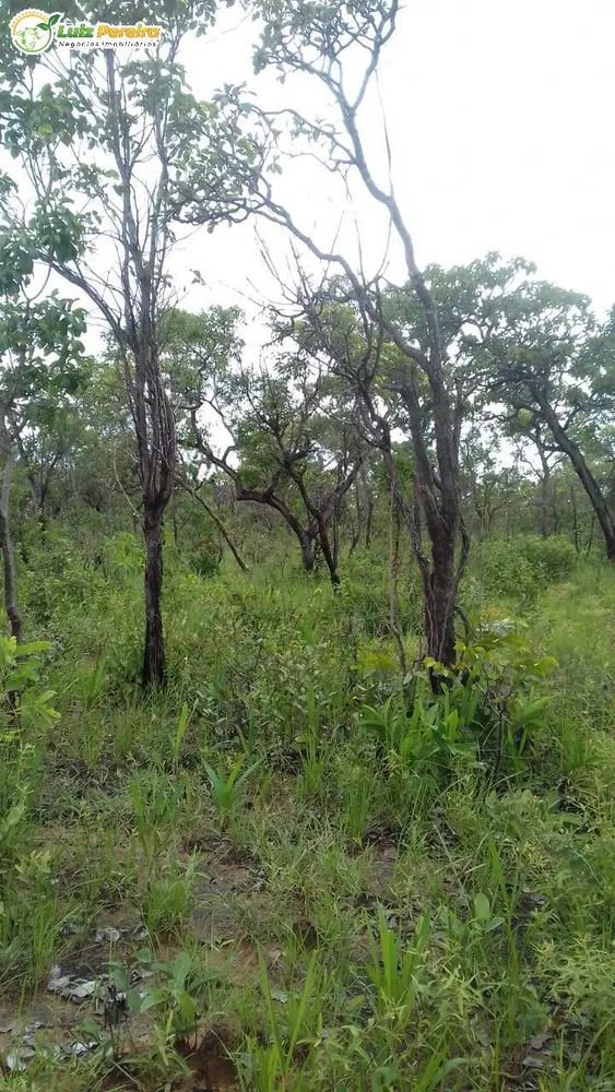 Terreno, 399 hectares - Foto 4