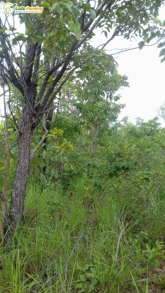 Terreno, 399 hectares - Foto 6