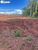 Terreno, 2 hectares - Foto 4