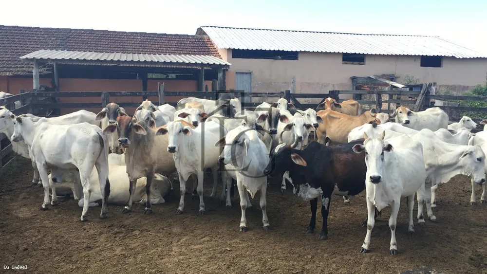 Fazenda, 52 m² - Foto 4