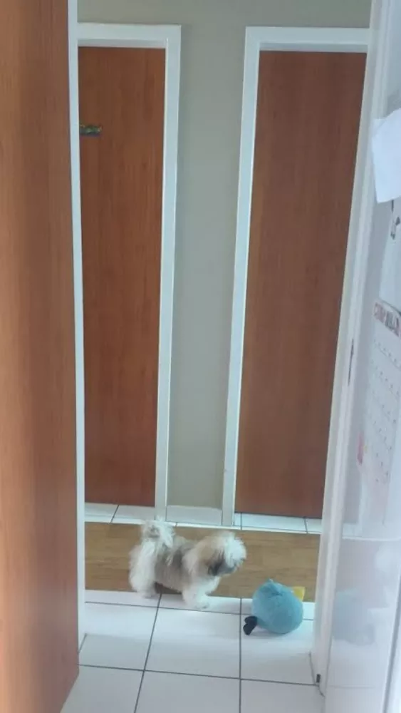 Apartamento, 2 quartos - Foto 8