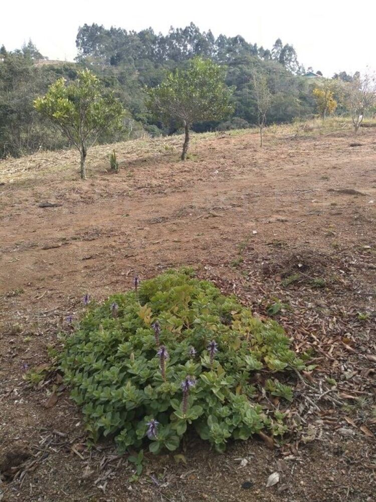 Chácara à venda com 1 quarto, 8300m² - Foto 19