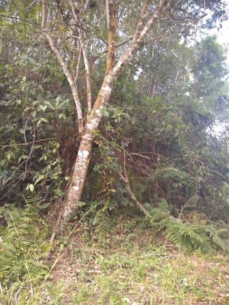 Chácara à venda com 1 quarto, 8300m² - Foto 14