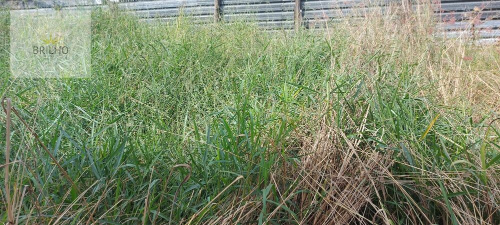 Terreno à venda, 125m² - Foto 7