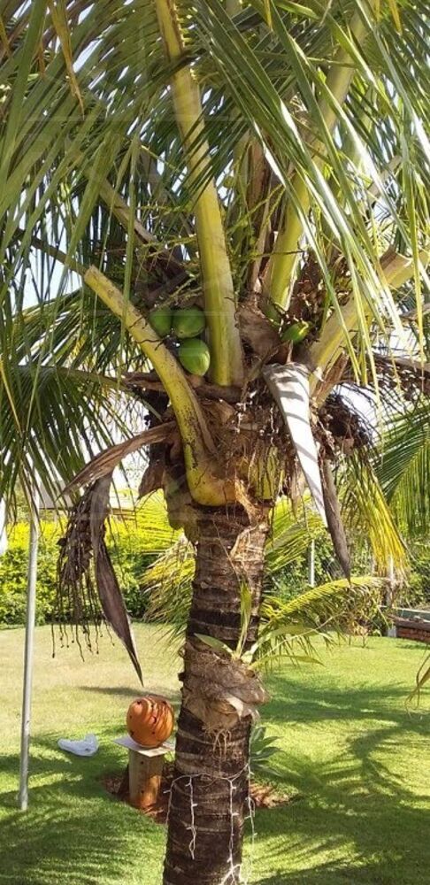 Chácara, 4 quartos - Foto 4