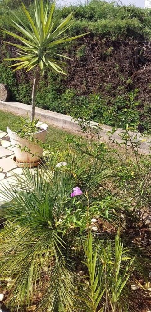 Chácara, 4 quartos - Foto 7