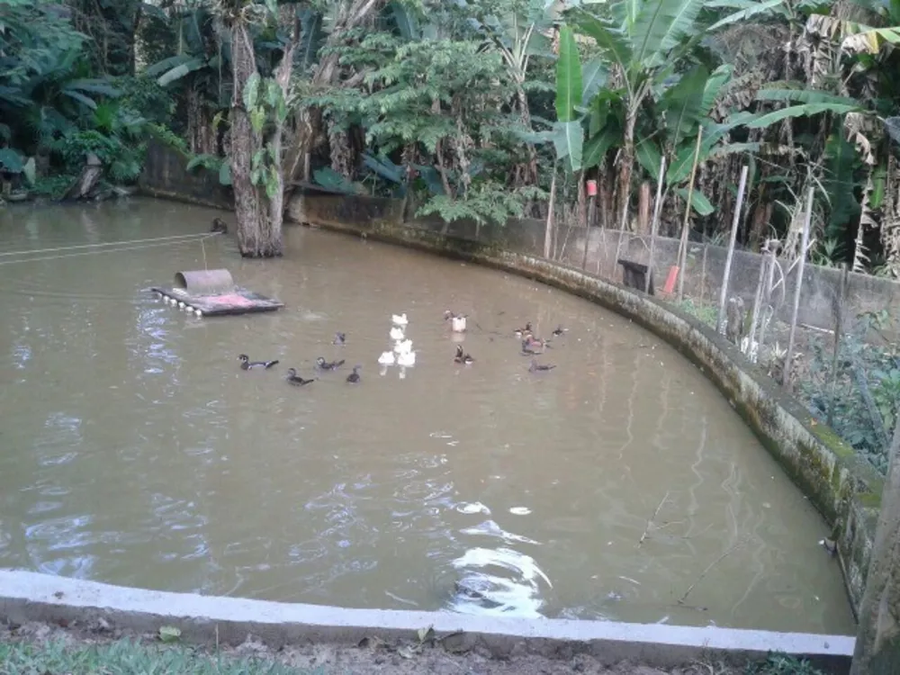 Chácara, 4 quartos, 1 hectares - Foto 8