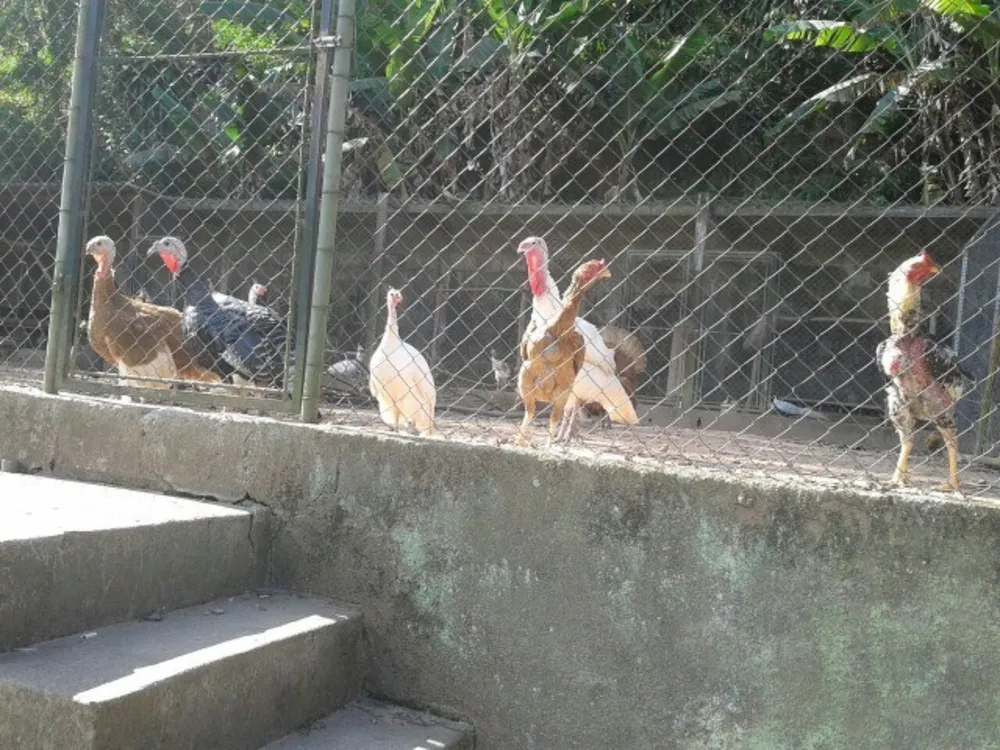 Chácara, 4 quartos, 1 hectares - Foto 15