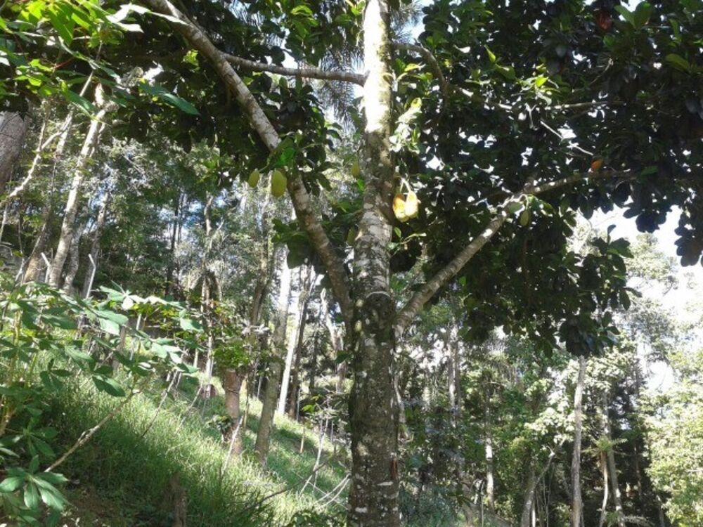 Chácara, 4 quartos, 1 hectares - Foto 3