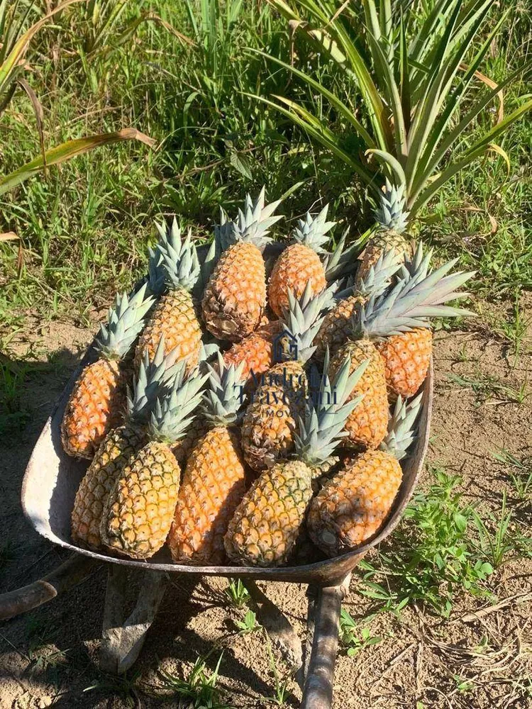 Sítio, 4 quartos, 9300 m² - Foto 7