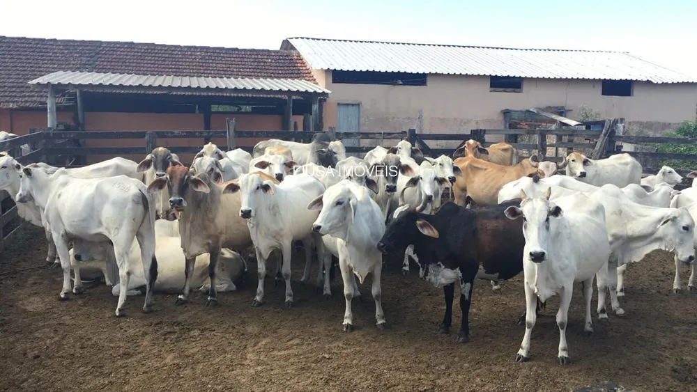 Fazenda - Foto 54