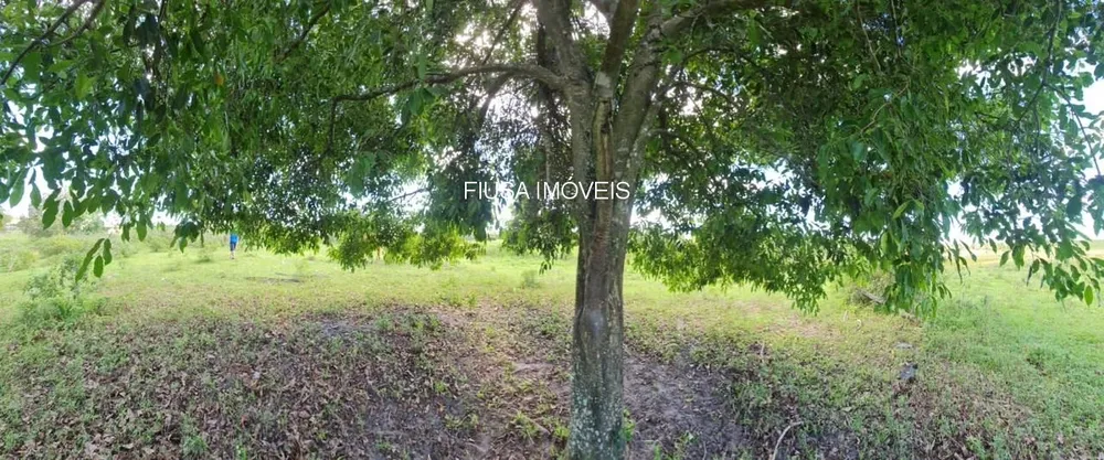 Fazenda - Foto 11