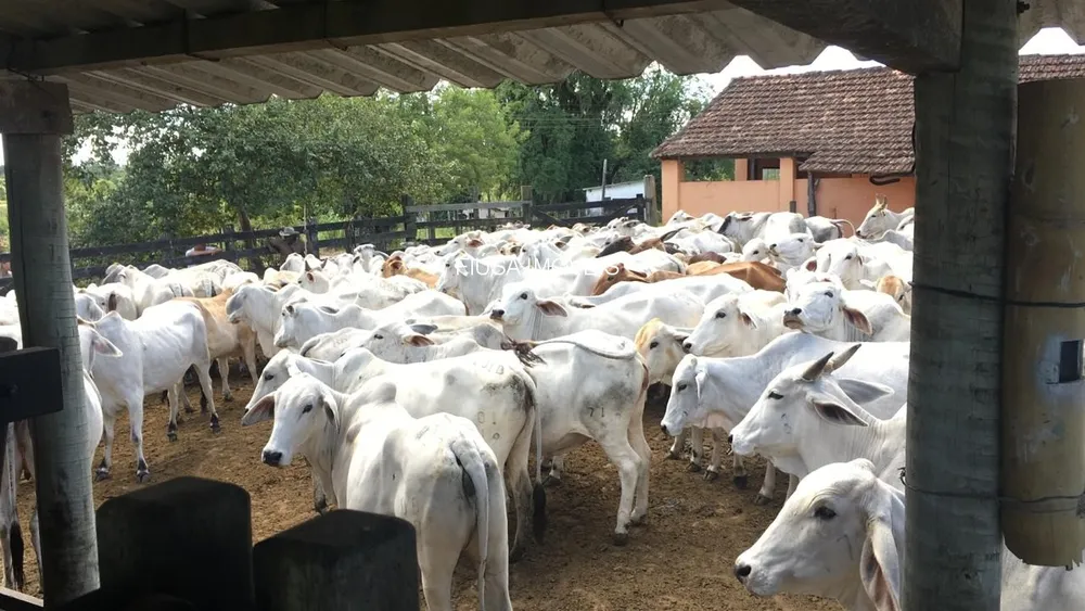 Fazenda - Foto 56